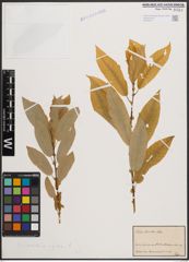 Foto von Salix cordata Michx. x Salix rigida Muhl.